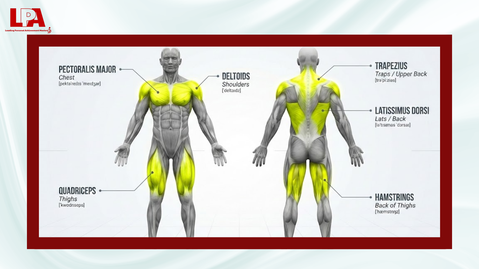 Từ vựng Gym Tiếng Anh: Nhóm cơ bắp (Anatomy)
